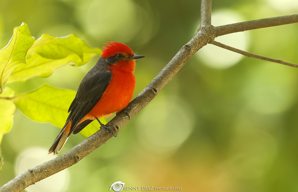 Vermilion Flycatcher - ML630385202
