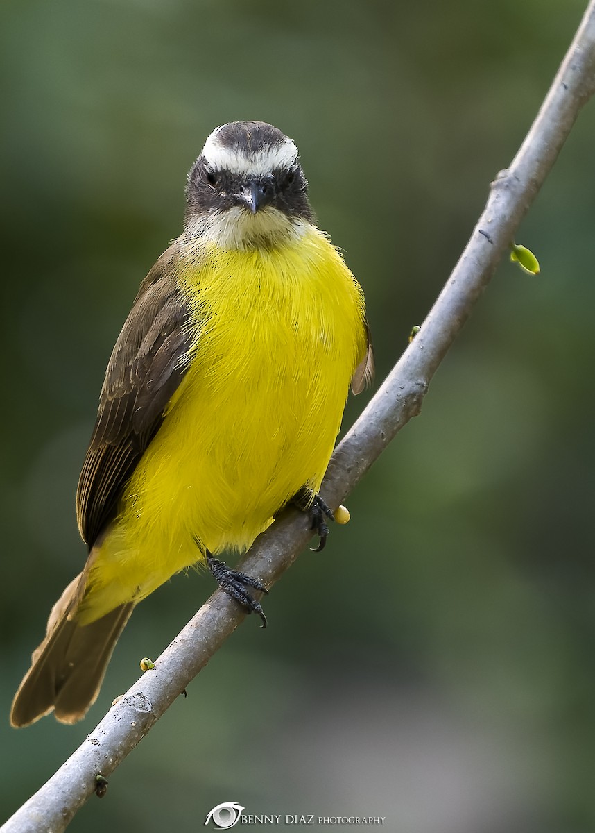 Rusty-margined Flycatcher - ML630385236