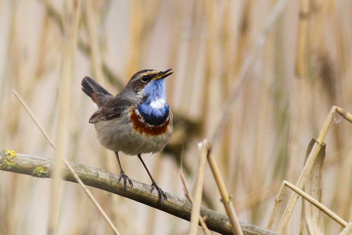 Bluethroat (White-spotted) - ML630385359