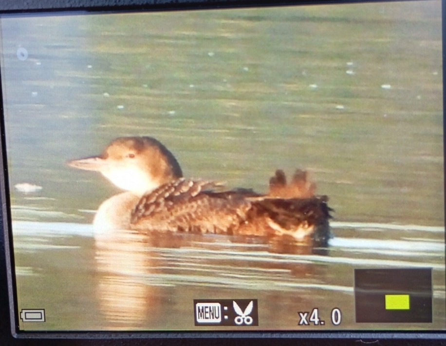 Common Loon - ML630385362