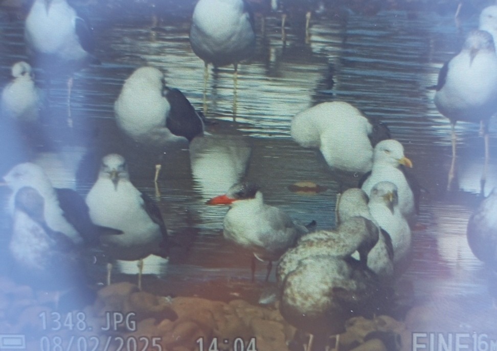Caspian Tern - ML630385391