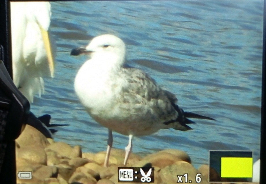 Caspian Gull - ML630385411