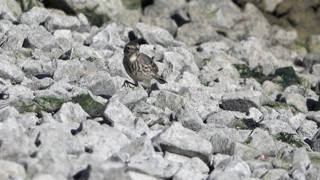 American Pipit - ML630385521