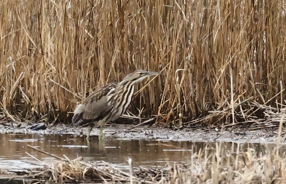 American Bittern - ML630385589