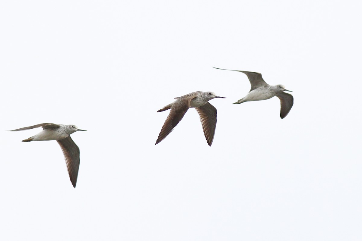 Common Greenshank - ML630385730