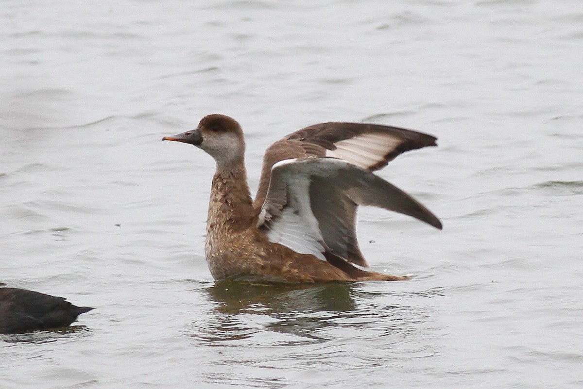 Red-crested Pochard - ML630386274