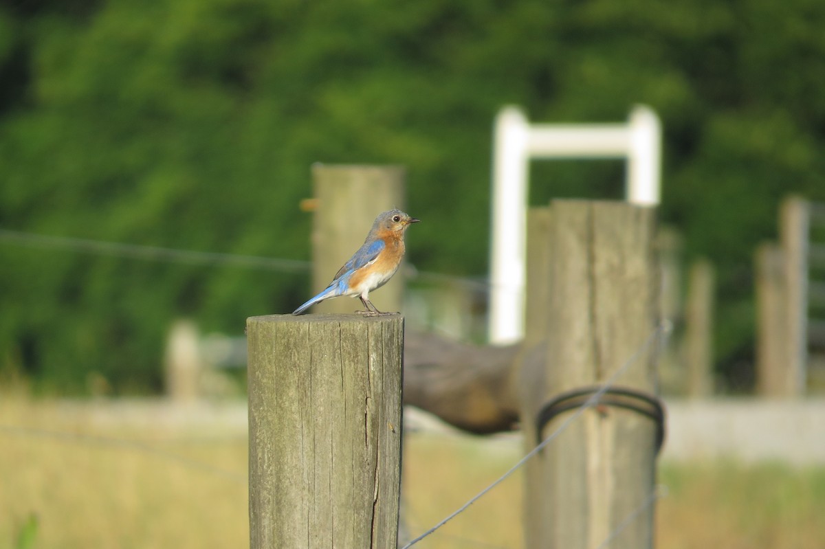 Eastern Bluebird - ML630386440