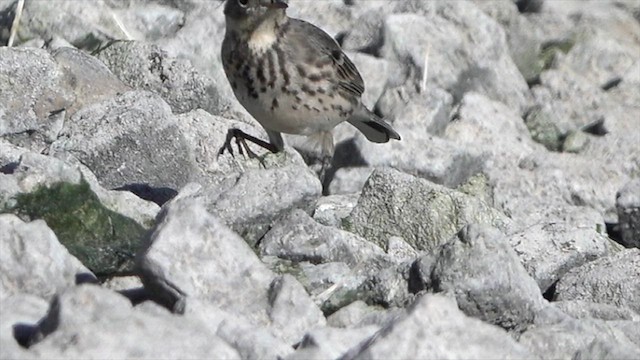American Pipit - ML630386452