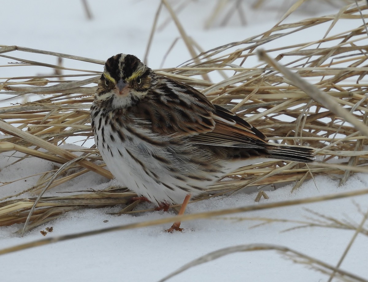 Savannah Sparrow - Donna Johnston
