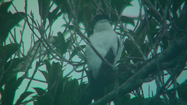 Black-tailed Tityra - ML630386493