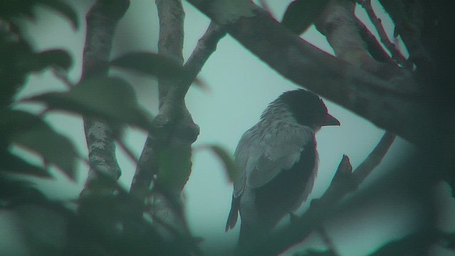 Black-tailed Tityra - ML630386495