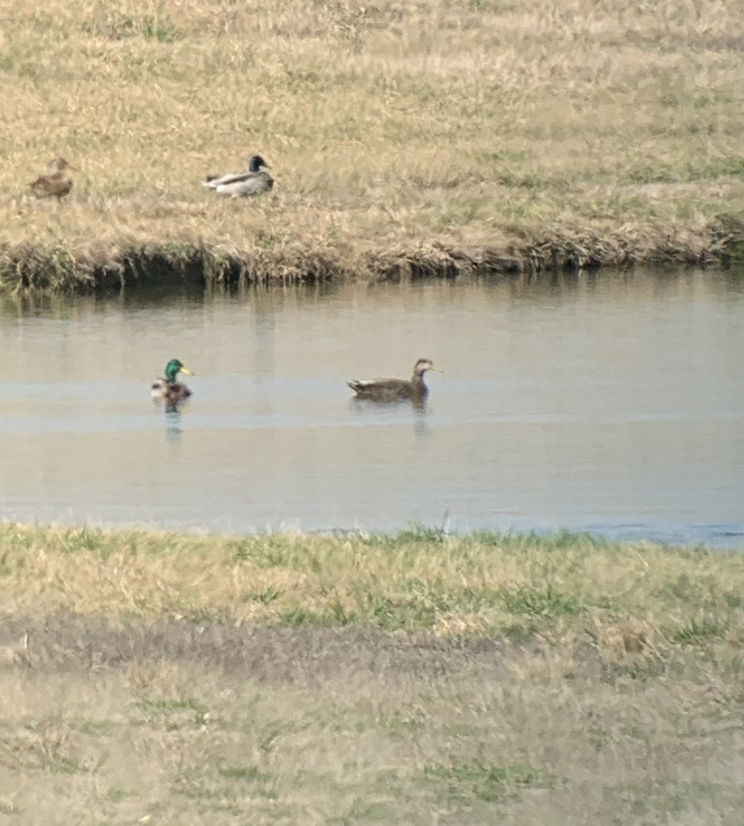 American Black Duck - ML630386643