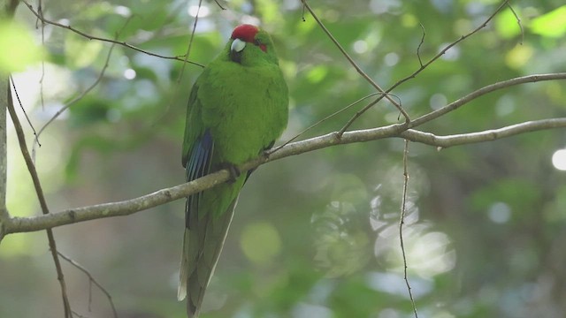 Red-crowned Parakeet - ML630386783