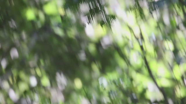 Red-crowned Parakeet - ML630386793