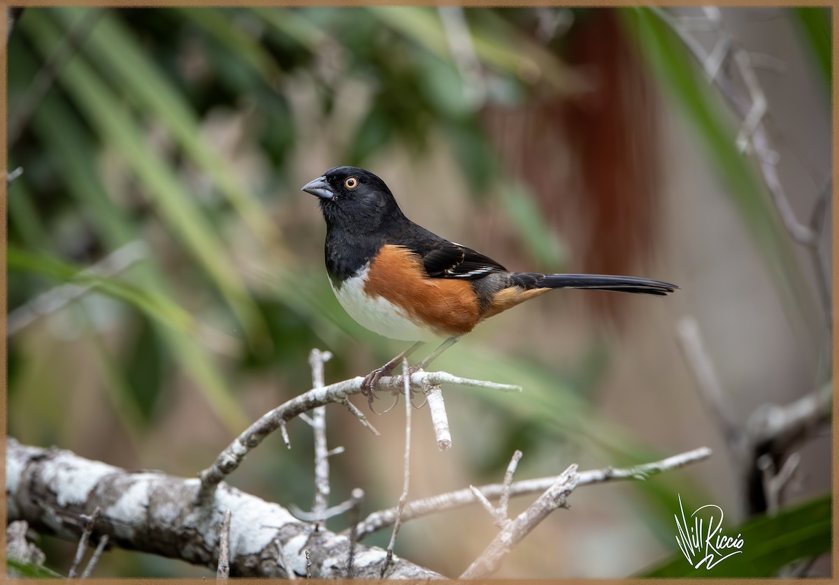 Eastern Towhee - ML630387147