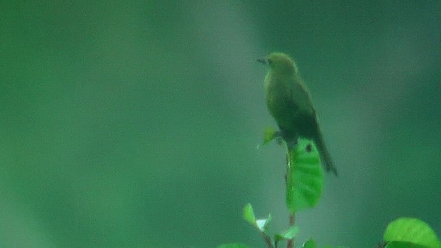 Green Honeycreeper - ML630387160