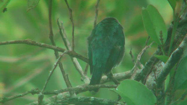 Green Honeycreeper - ML630387179