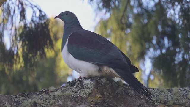 holub maorský - ML630387257