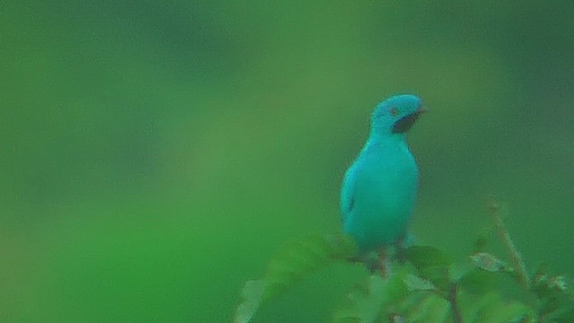 Plum-throated Cotinga - ML630387290