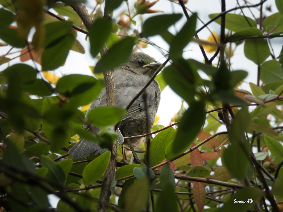 Shiny Cowbird - ML630387467