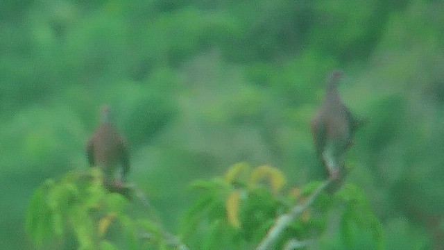 ムラサキバト - ML630387534