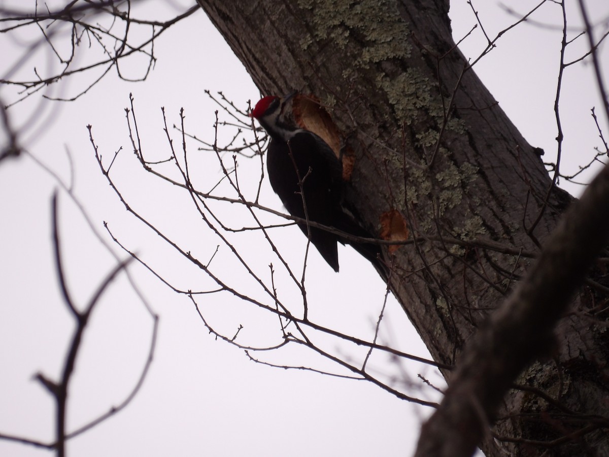 Pileated Woodpecker - ML630387540