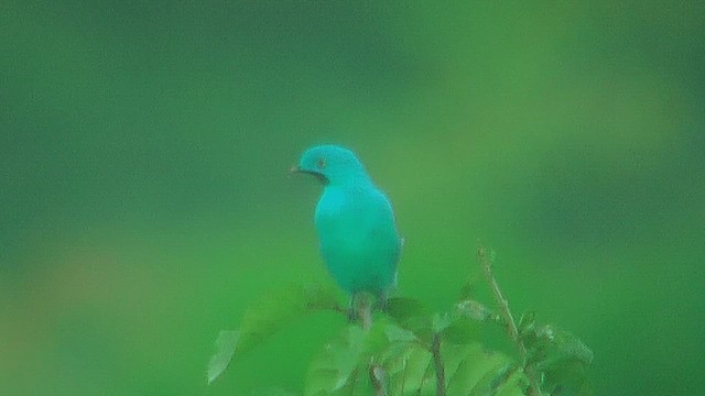 Plum-throated Cotinga - ML630387736