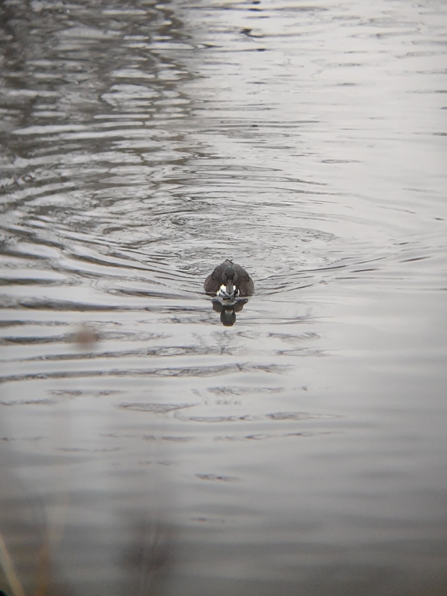 Mallard (Domestic type) - ML630387860