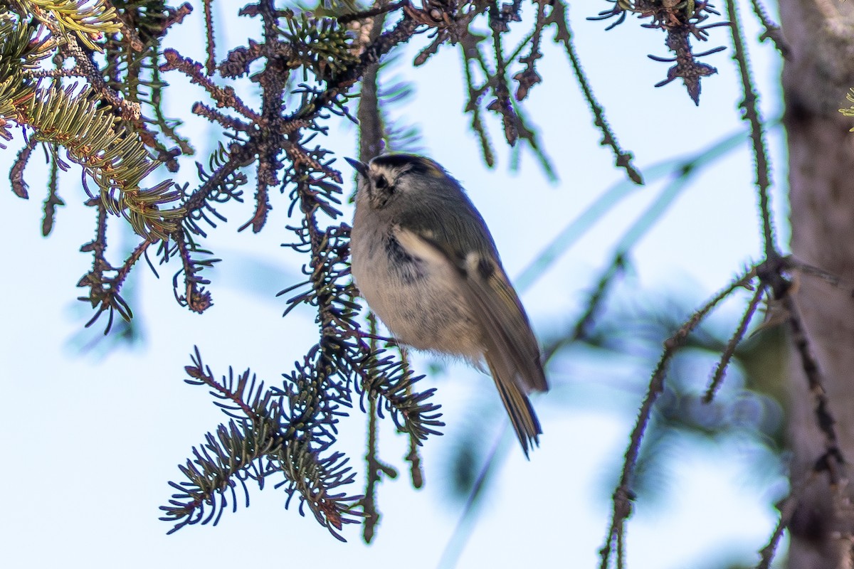 Golden-crowned Kinglet - ML630388351