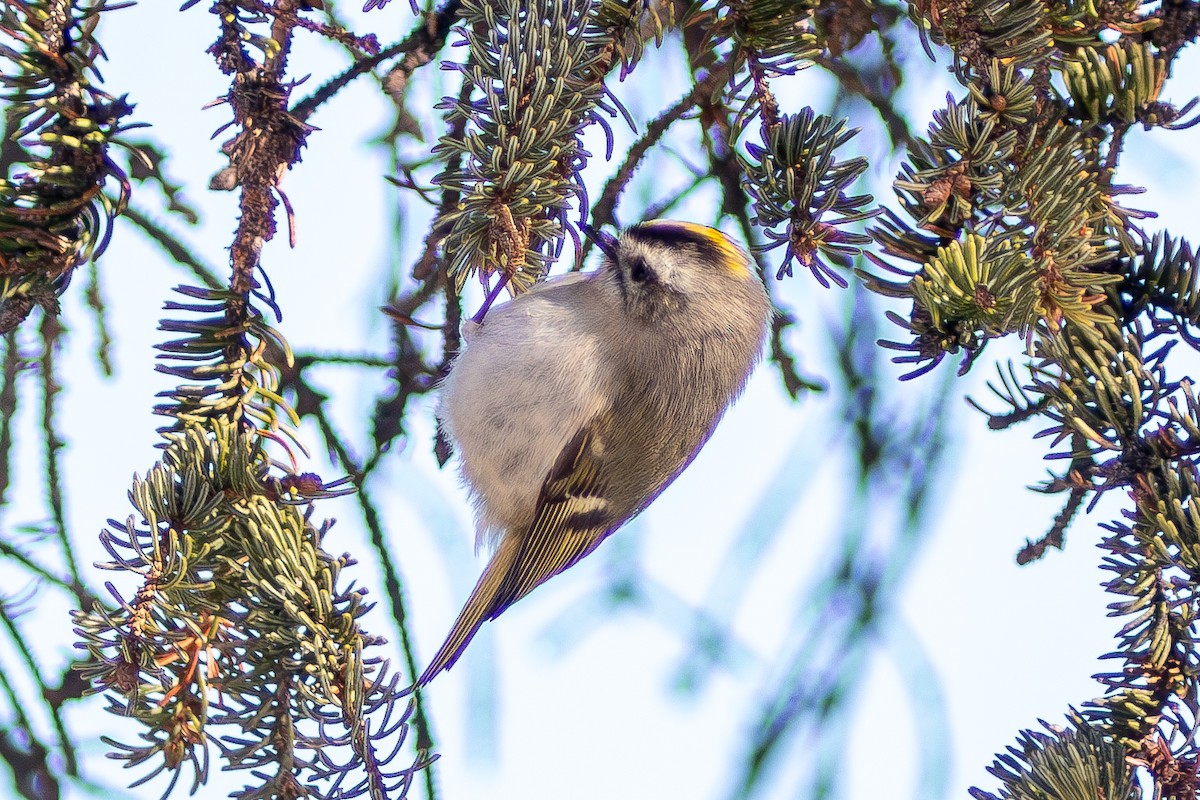 Golden-crowned Kinglet - ML630388352