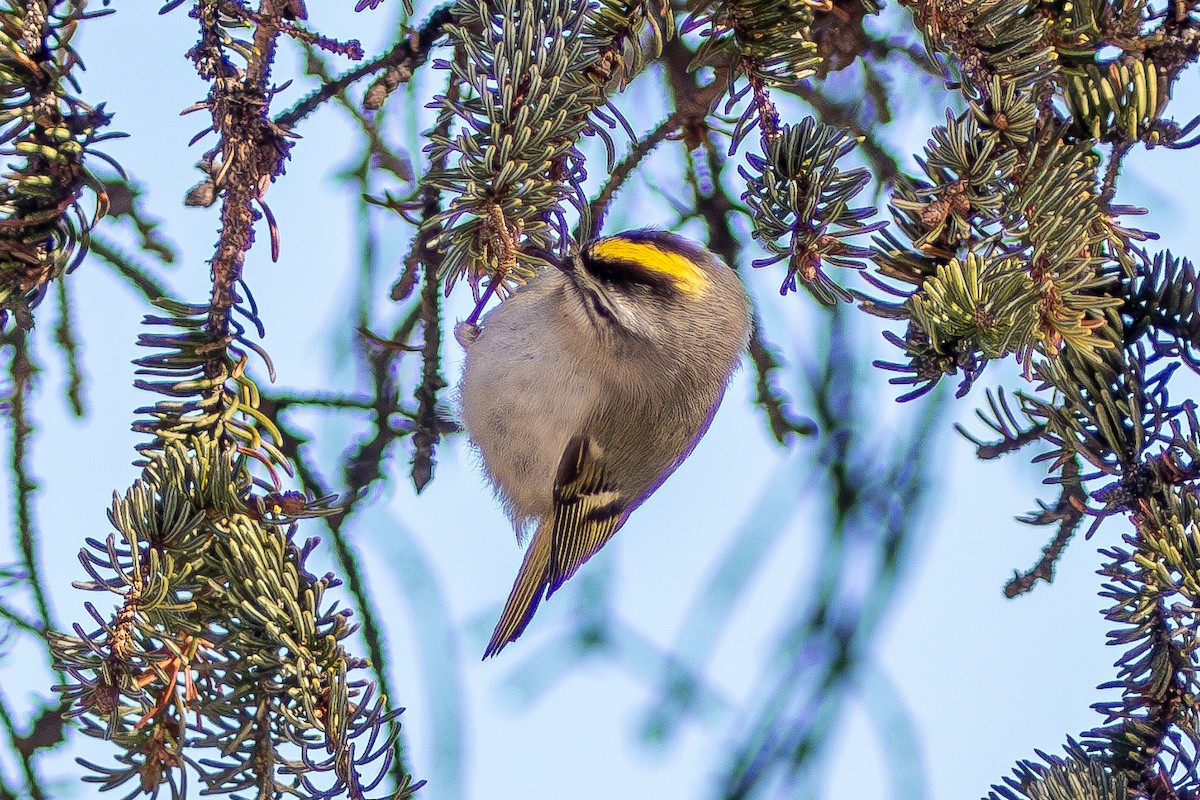 Golden-crowned Kinglet - ML630388353