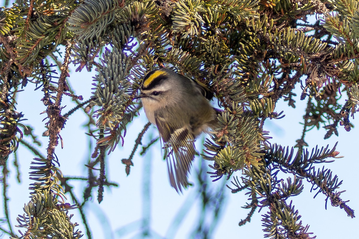 Golden-crowned Kinglet - ML630388354