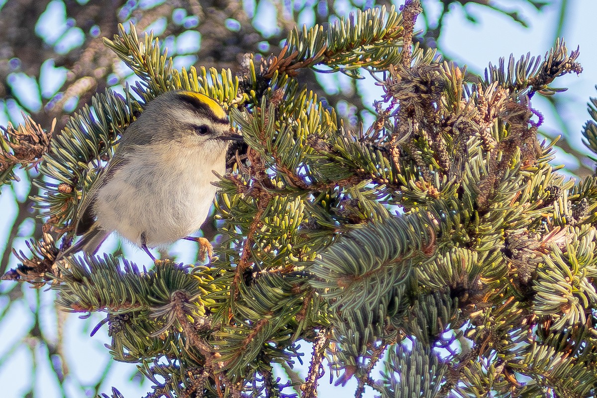 Golden-crowned Kinglet - ML630388355
