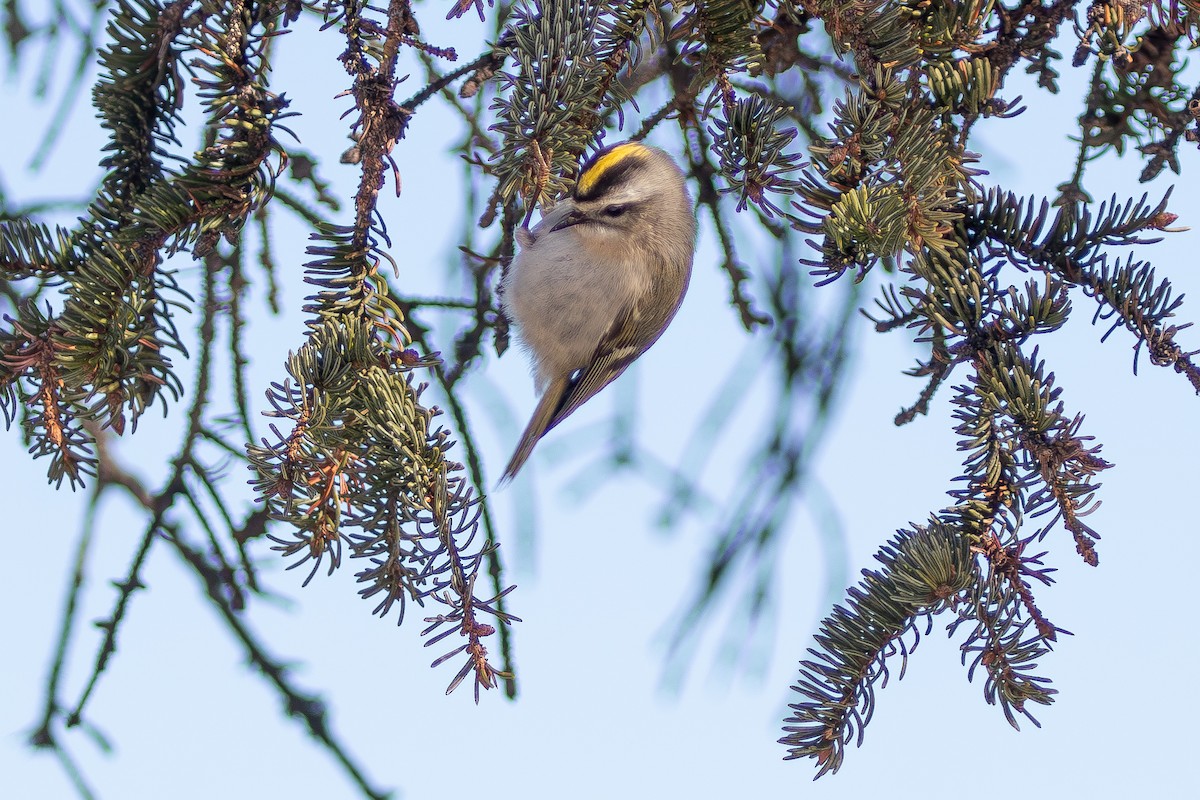 Golden-crowned Kinglet - ML630388356