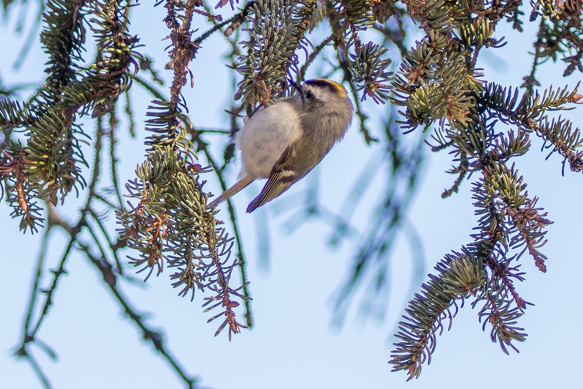 Golden-crowned Kinglet - ML630388358
