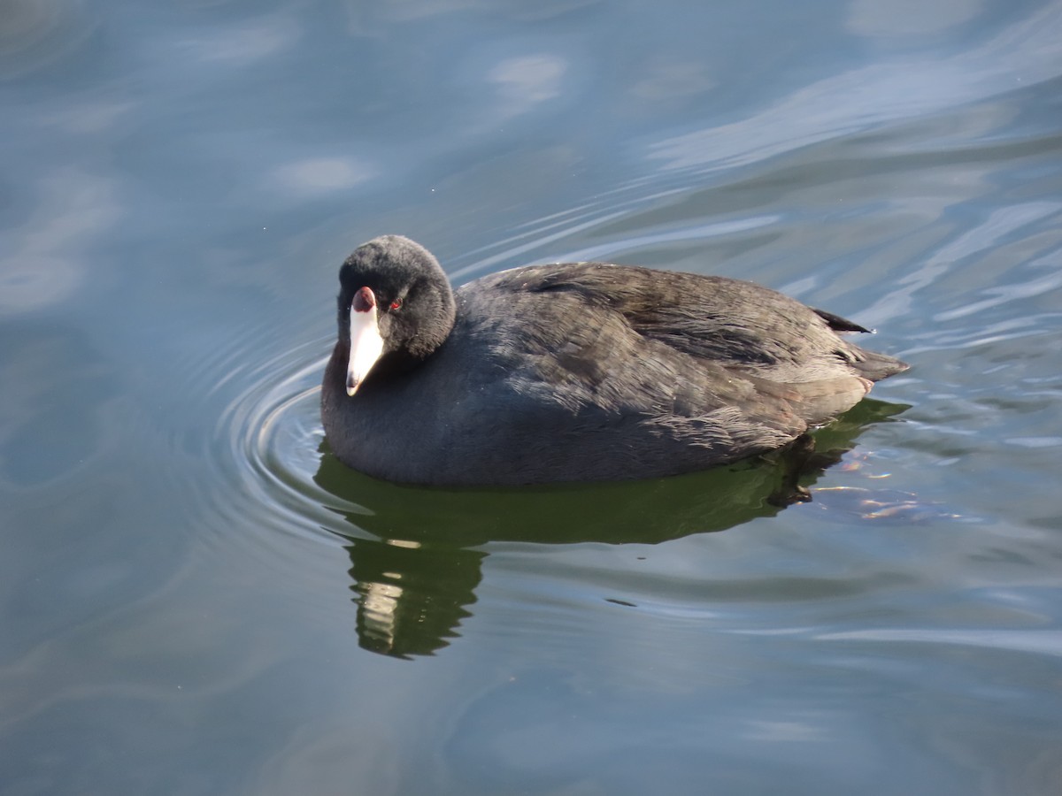 American Coot - ML630388750