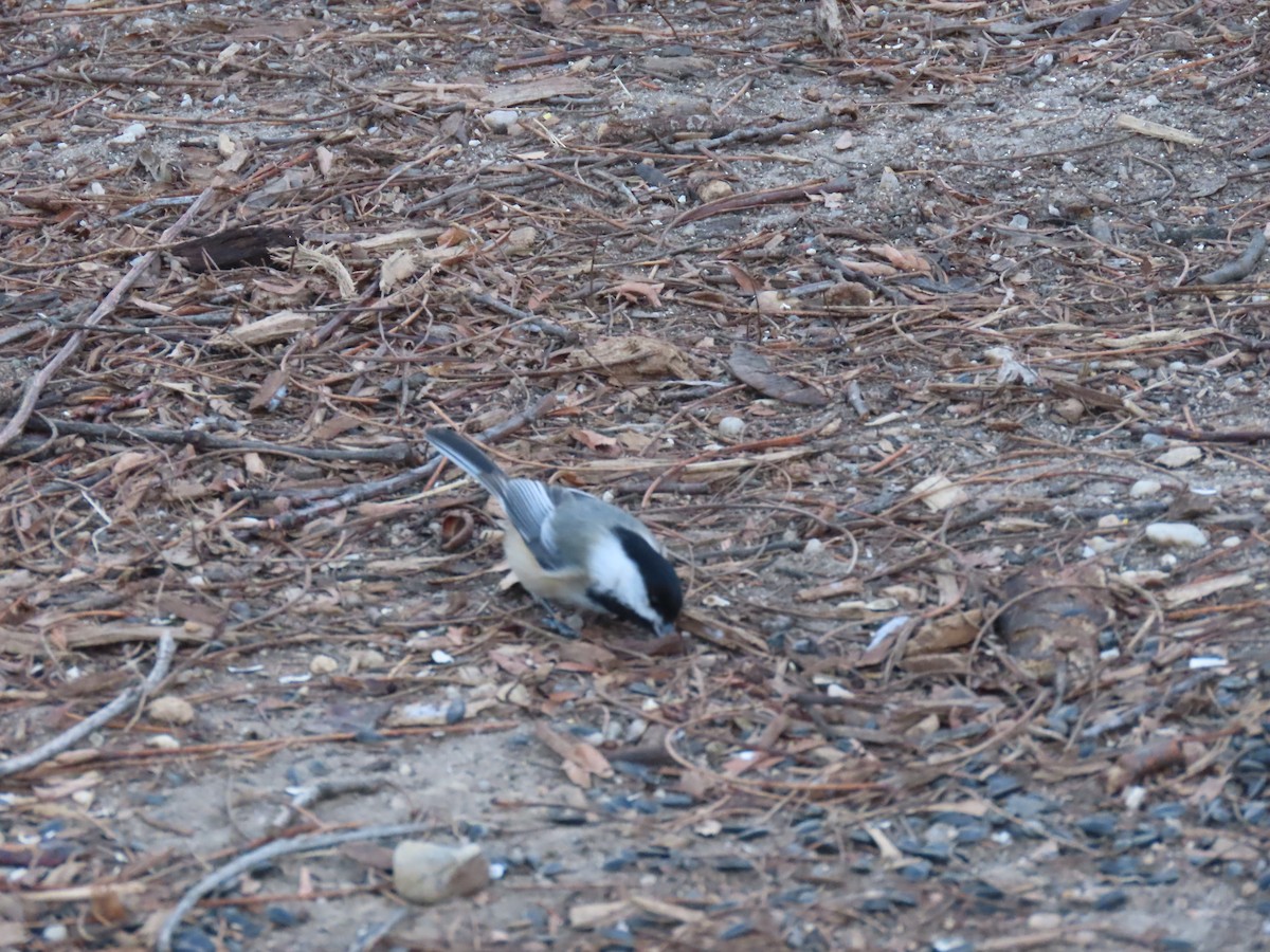 Mésange à tête noire - ML630388993