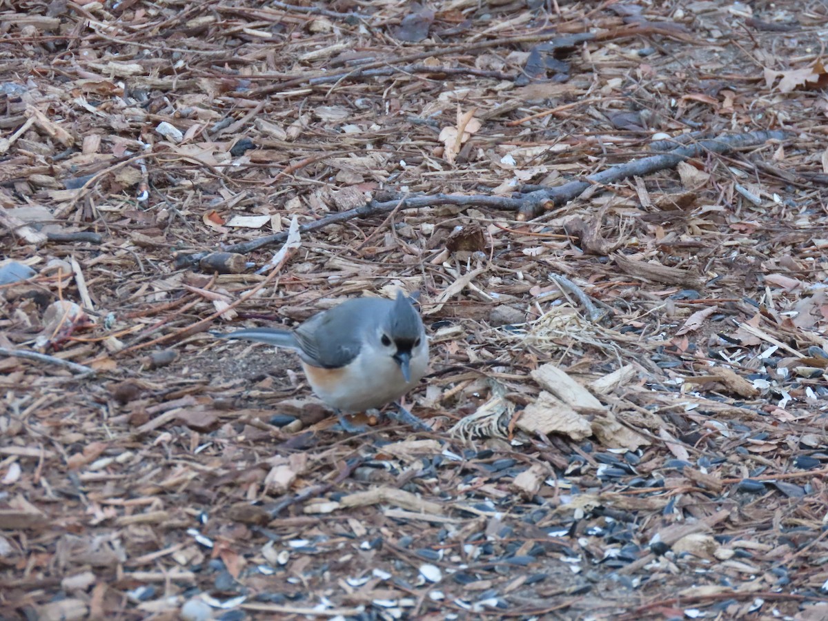 Mésange bicolore - ML630388998