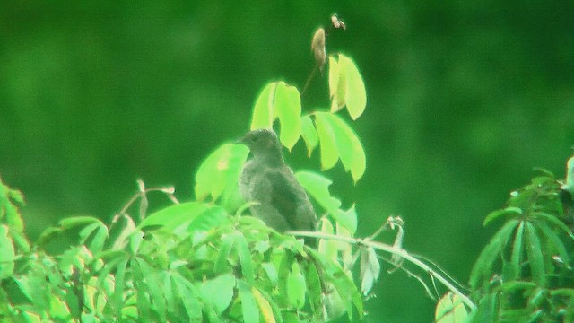 Plum-throated Cotinga - ML630389009