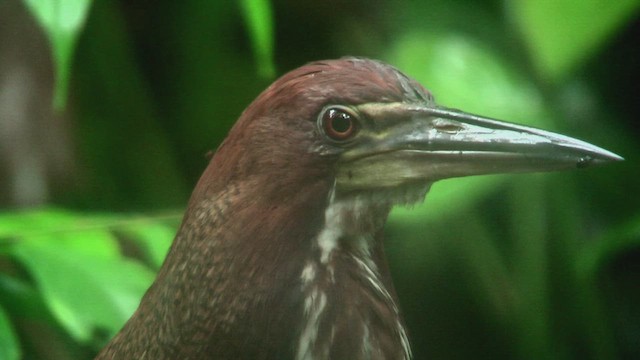 Rufescent Tiger-Heron - ML630389050
