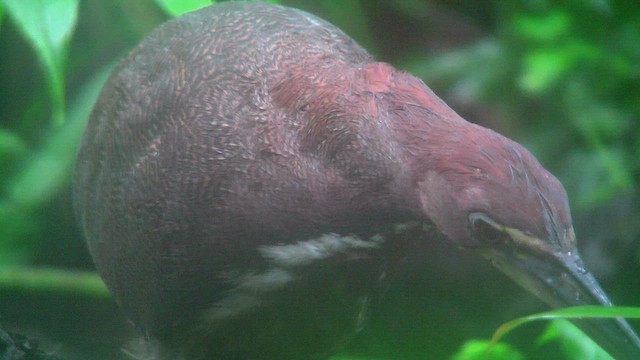 Rufescent Tiger-Heron - ML630389062