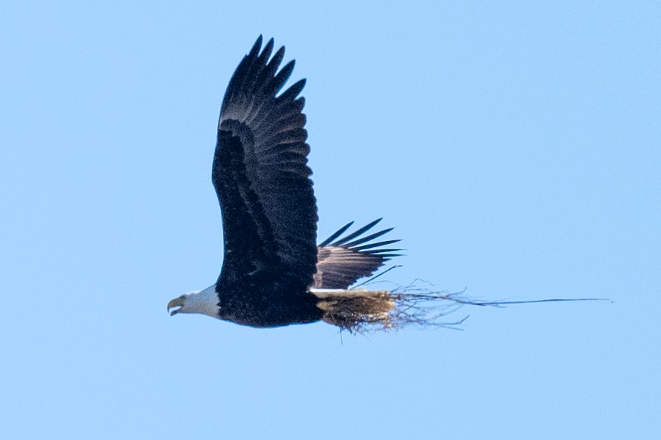 Bald Eagle - ML630389148