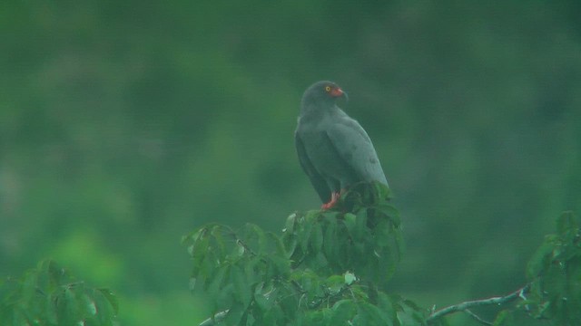 Slender-billed Kite - ML630389158