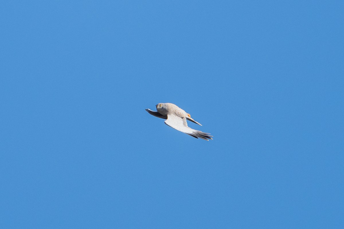Northern Harrier - ML630389170