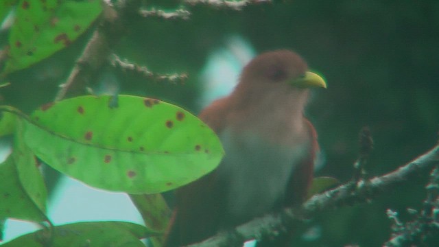 Squirrel Cuckoo (Amazonian) - ML630389276