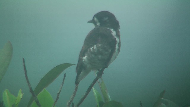 White-browed Purpletuft - ML630389316