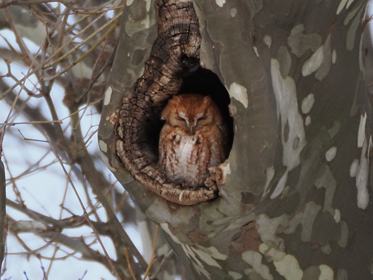 Eastern Screech-Owl - ML630389344