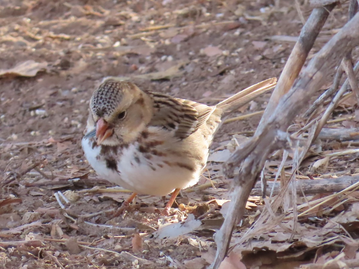 Harris's Sparrow - ML630389451