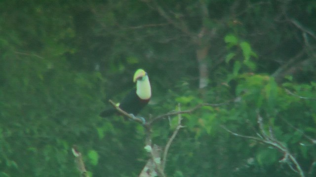Channel-billed Toucan (Yellow-ridged) - ML630389717