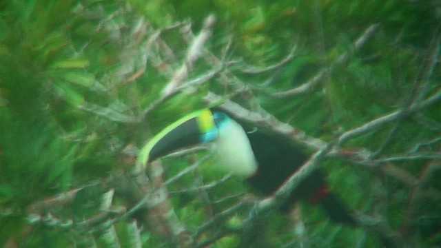 Tucán Vitelino (culminatus/pintoi) - ML630389732
